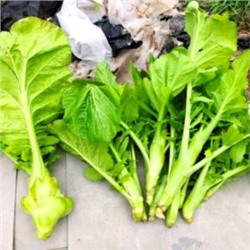 Сычуаньская Капуста Чжа Цай — Tsa Tsai 榨菜 (80 семян)