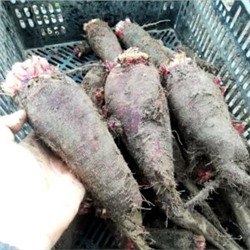 Свёкла Древняя Деликатесная Жаба Краподин — Crapaudine Beet (40 семян)