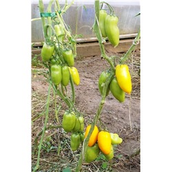 Помидоры Римская Свеча — Roman Candle Tomato (10 семян)