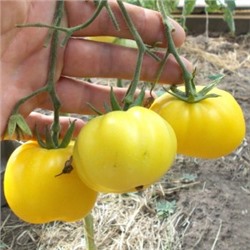 Помидоры Персик От Зия Соннабенд — Zea Sonnabend Peach Tomato (10 семян)