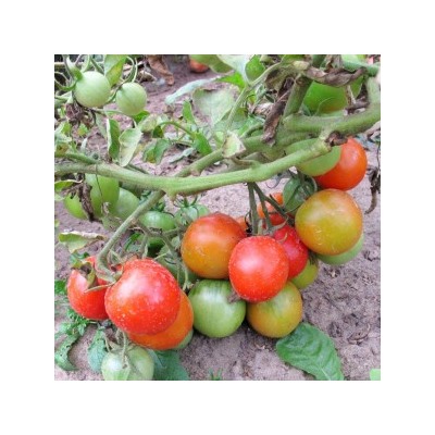 Помидоры Финский Карлик — Tomato Finnish Dwarf (Suomen kääpiö) (10 семян)