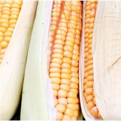 Кукуруза Северная Ранняя Пташка — Early Riser Corn (20 семян)