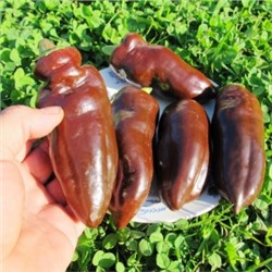 Перец Сладкий Шоколад — Sweet Chocolate Pepper  (10 семян)
