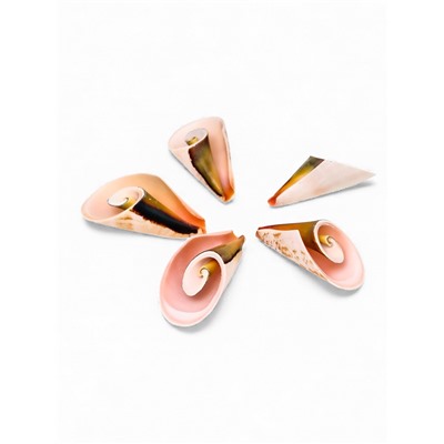 Набор ракушек декоративных, длина 4 см, 5 шт.