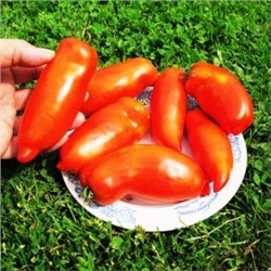 Помидоры Бочковой Гусева (10 семян)