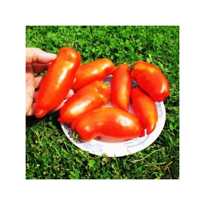 Помидоры Бочковой Гусева (10 семян)