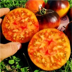 Помидоры Любовное Наслаждение от Близости при Свете Дня — Afternoon Delight Tomato (10 семян)