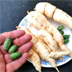 Кукамелон — Мексиканский Огурчик — Cucamelon (10 семян)