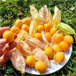 Физалис ФРУКТОВЫЙ Индийский РАСБХАРИ ЯГОДЫ ИНКОВ — Rasbhari Inca Berries (10 семян)