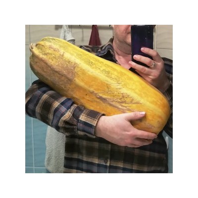 Кабачок Марроу Выставочный Гигант — Marrow Exhibition Giant (5 семян)
