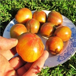 Помидоры Гном Чероки Тигр Пурпурный Полосатый — Tomato Dwarf Cherokee Tiger Purple Stiped