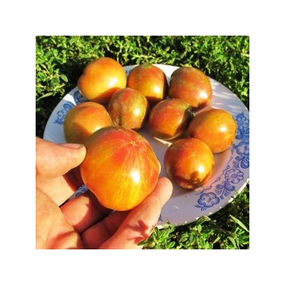 Помидоры Гном Чероки Тигр Пурпурный Полосатый — Tomato Dwarf Cherokee Tiger Purple Stiped