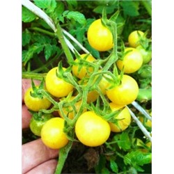 Помидоры Snow White Cherry — Белые Черри (10 семян)
