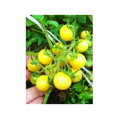 Помидоры Snow White Cherry — Белые Черри (10 семян)