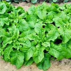 Кельтук — Китайский Спаржевый Салат — 莴笋 — Celtuce Lettuce (50 семян)