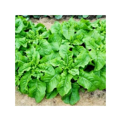 Кельтук — Китайский Спаржевый Салат — 莴笋 — Celtuce Lettuce (50 семян)
