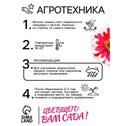 Семена цветов Цинния Захара «Северная звезда», 5 шт., «Семена Алтая»