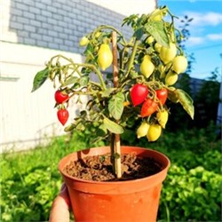 Помидоры Маленький Разрушитель Сердец (5 семян)
