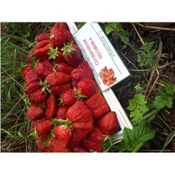 Солнечная поляна, 6 шт.