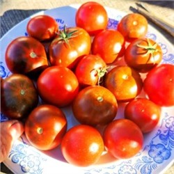 Помидоры Брауни Шоколадно-Вишнёвое Пироженое — Chocolate Cherry Brownie Tomato (10 семян)