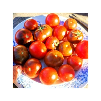 Помидоры Брауни Шоколадно-Вишнёвое Пироженое — Chocolate Cherry Brownie Tomato (10 семян)