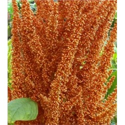 Амарант Зерновой Оранжевый Гигант — Orange Giant Amaranth (500 семян)