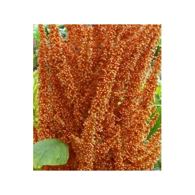 Амарант Зерновой Оранжевый Гигант — Orange Giant Amaranth (500 семян)