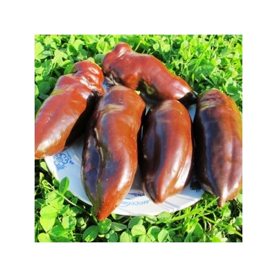 Перец Сладкий Шоколад — Sweet Chocolate Pepper  (10 семян)