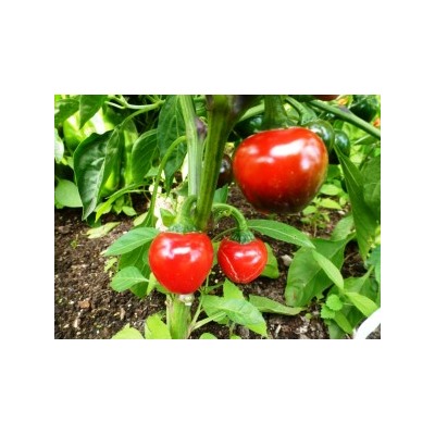 Перец Черри Сладкий — Sweet Cherry Peppers (10 семян)
