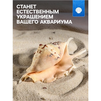 Ракушка декоративная, 7-11 см
