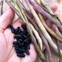 Фасоль Чероки Чёрная Кустовая — Black Bush Cherokee Bean (15 семян)