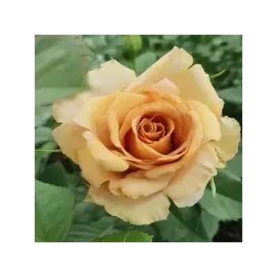 Роза Тоффи 1шт (ч/г) кофейно-карамельная