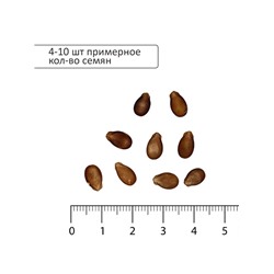 Семена Арбуз «Чунга Чанга», 0.5 г, раннеспелый «Золотая Сотка Алтая»