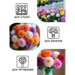 Семена цветов Георгин "Яркие помпоны", 0,3 г