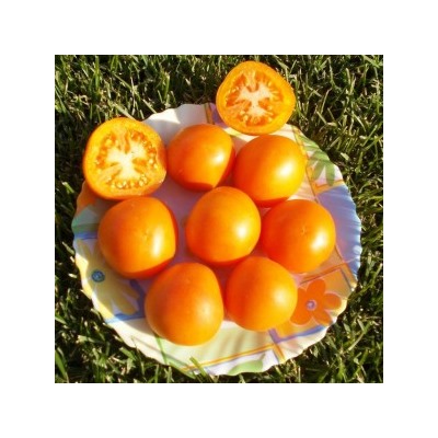 Помидоры Оранжевый Персик — Orange Peach Tomato (10 семян)
