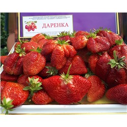 Даренка, 6 шт.