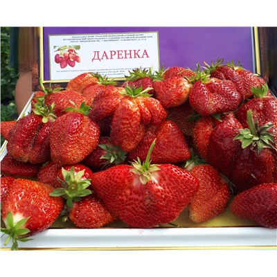 Даренка, 6 шт.