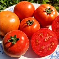 Помидоры Пушистый Персиковый Лилипут — Persik Dwarf Tomato (10 семян)
