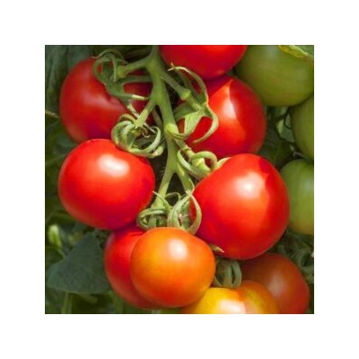 Помидоры Тамина Яблонька России — Tamina Tomato (10 семян)