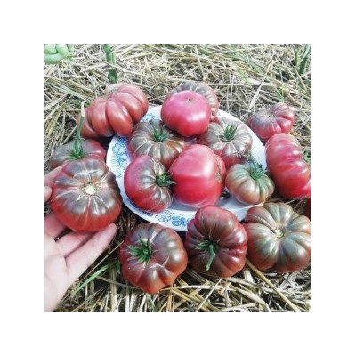 Помидоры Purple Calabash — Папл Калабаш (10 семян)