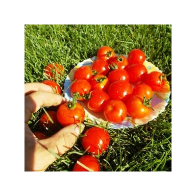 Помидоры Хайнц — Heinz Tomato (10 семян)
