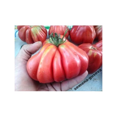Помидоры Tlacolula Ribbed (10 семян)