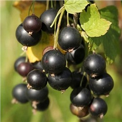 Смородина черная Галинка (1 летние) (Код: 93174)