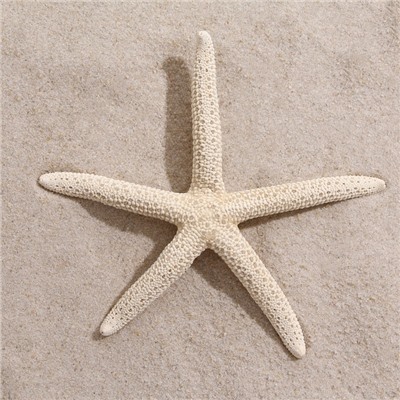 Морская звезда декоративная, 10-16 см