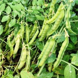 Карликовый Снежный Горошек Норли Мангетоут — Norli Mangetout Pea (10 семян)