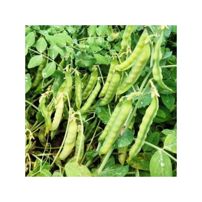 Карликовый Снежный Горошек Норли Мангетоут — Norli Mangetout Pea (10 семян)