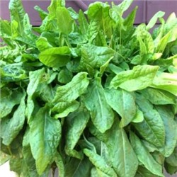 Французский Салатный Щавель — French Salad Sorrel (100 семян)