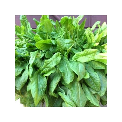 Французский Салатный Щавель — French Salad Sorrel (100 семян)