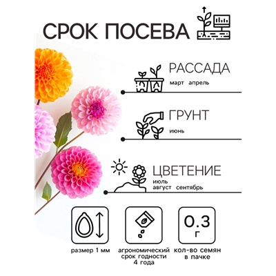 Семена цветов Георгин "Яркие помпоны", 0,3 г