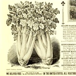 Гигант Паскаля Черешковый Сельдерей — Giant Pascal Celery (100 семян)